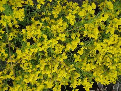 Genista lydia — photographie botanique