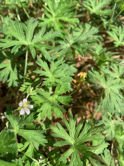 Geranium carolinianum — floraison