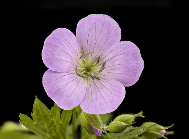 Geranium maculatum — floraison
