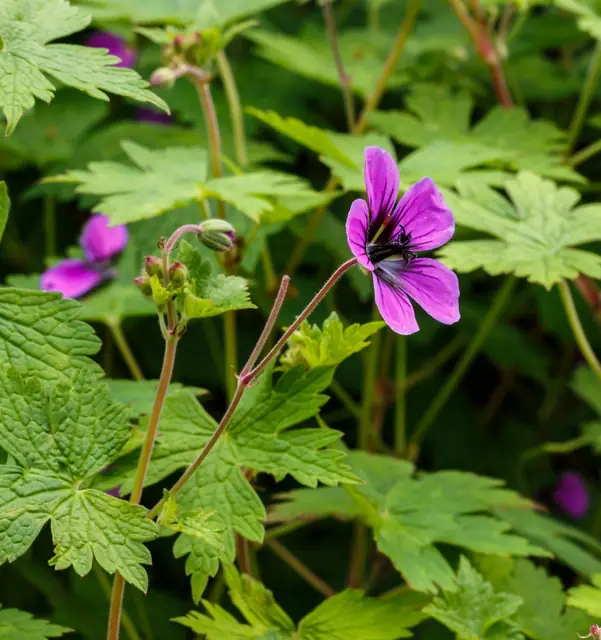 Geranium procurrens — port de la plante