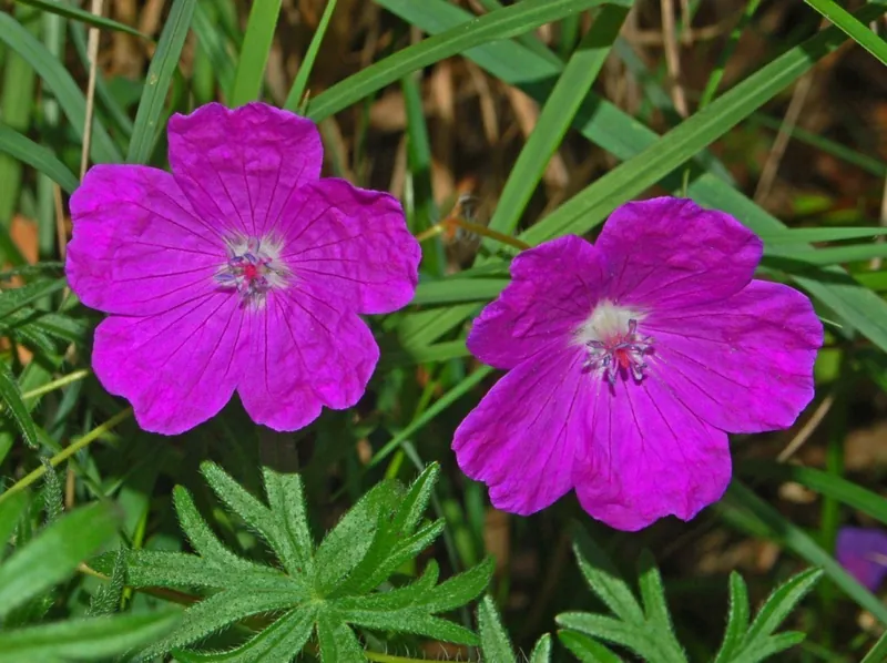 Géranium vivace — Geranium sanguineum