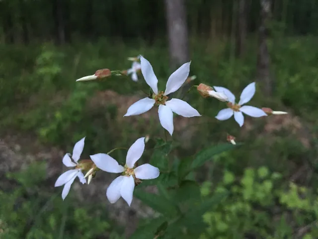 Gillenia stipulata — floraison