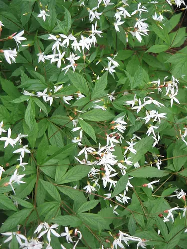 Gillenia trifoliata — floraison