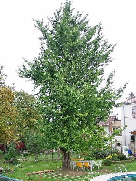 Ginkgo — Ginkgo biloba