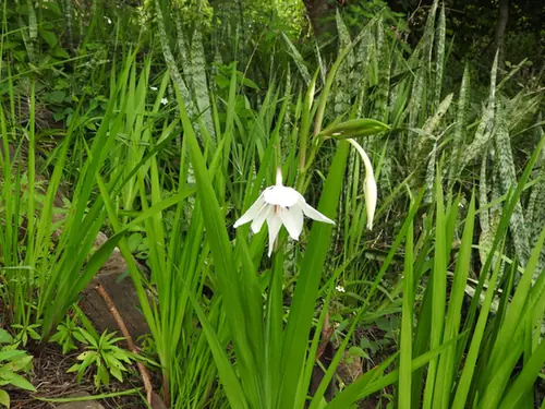 Gladiolus murielae — floraison