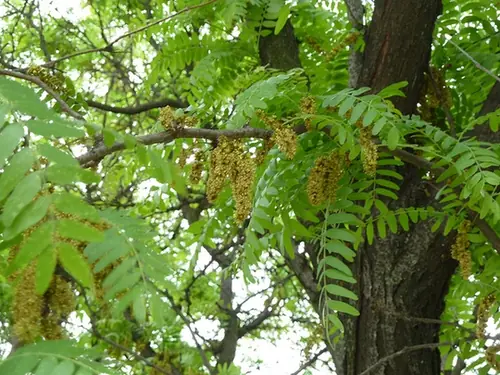 Gleditsia triacanthos — floraison