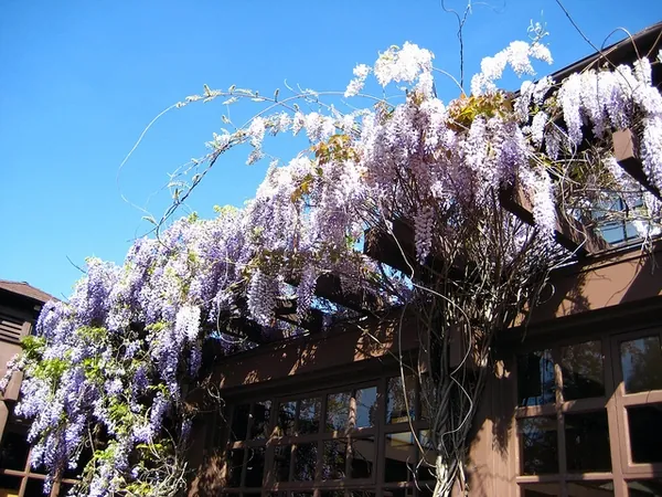 Glycine de Chine — Wisteria sinensis