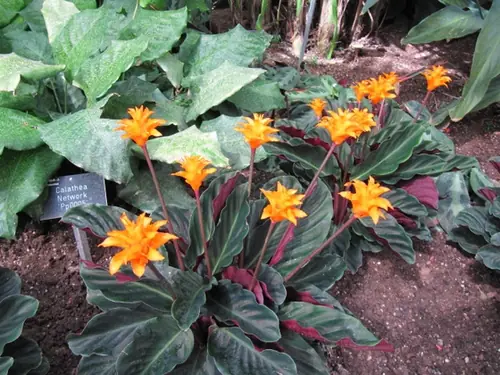 Goeppertia crocata — port de la plante