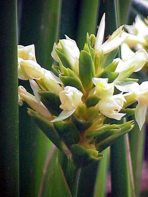 Goeppertia majestica — floraison