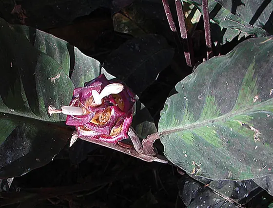 Goeppertia warszewiczii — floraison