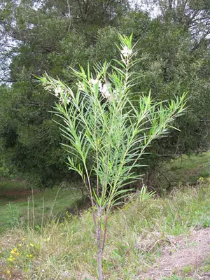 Gomphocarpus physocarpa — port de la plante