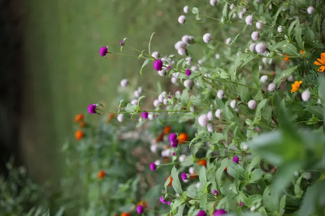 Gomphrena globosa — floraison
