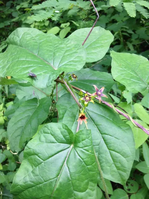 Gonolobus suberosus — floraison