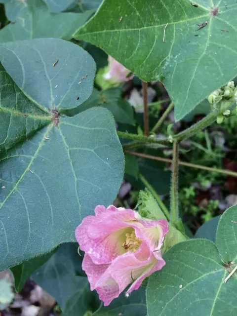 Gossypium hirsutum — floraison