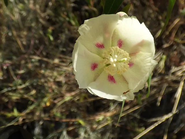 Gossypium thurberi — floraison