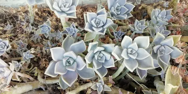 Graptopetalum paraguayense — port de la plante