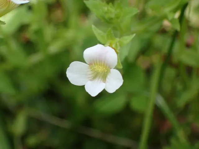 Gratiola viscidula — floraison