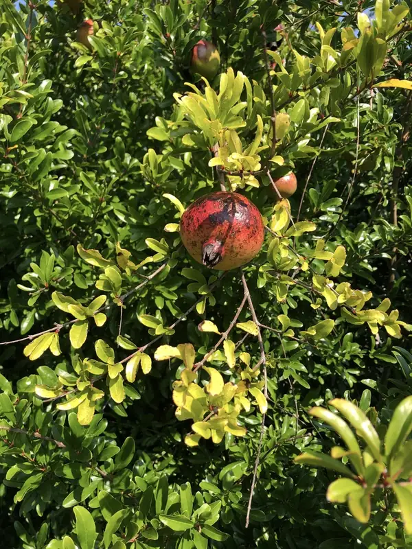 Grenadier — Punica granatum