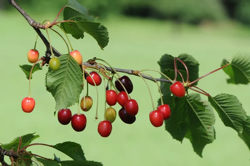 Griottier — Prunus cerasus
