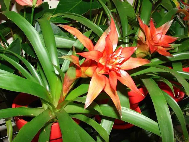 Guzmania lingulata — port de la plante