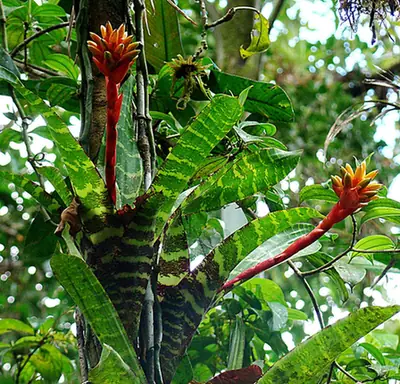 Guzmania musaica — port de la plante