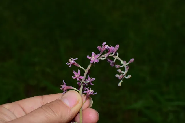 Gymnocladus chinensis — floraison