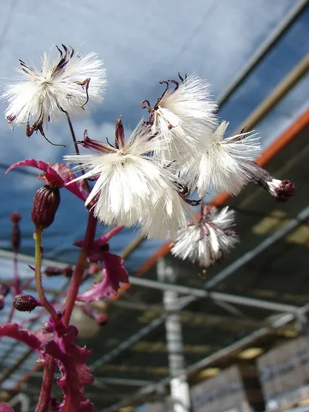Gynura aurantiaca — floraison