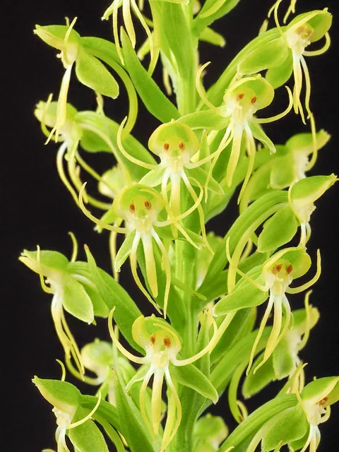 Habenaria repens — floraison
