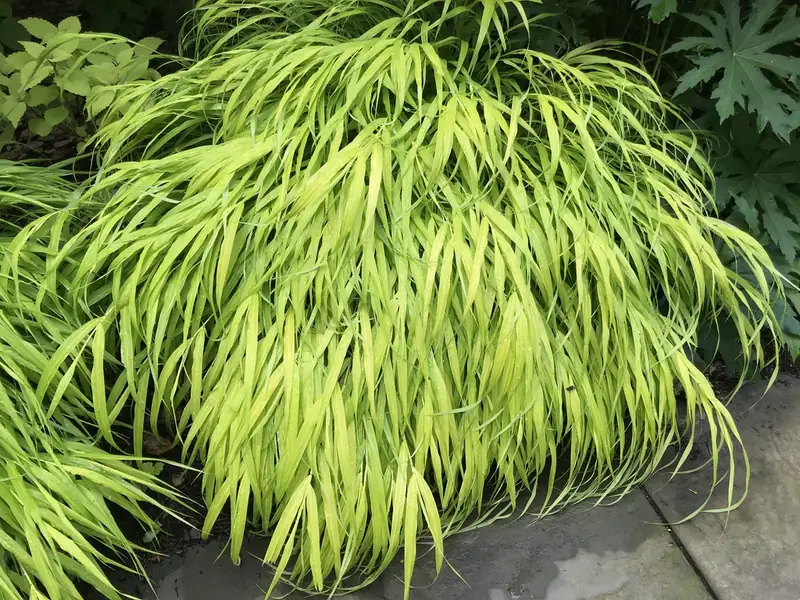 Hakonechloa — Hakonechloa macra