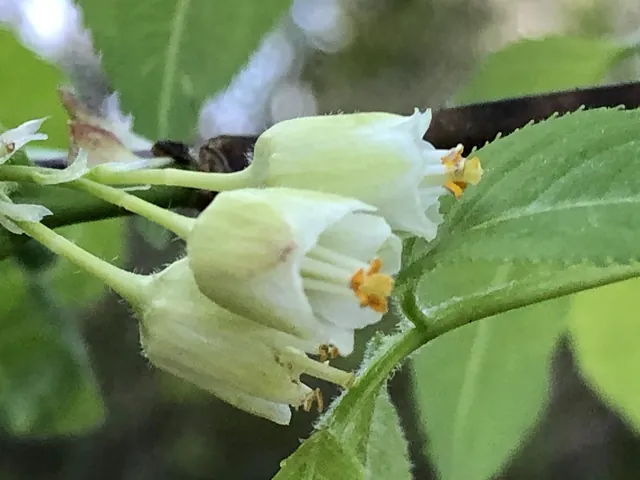 Halesia carolina — floraison