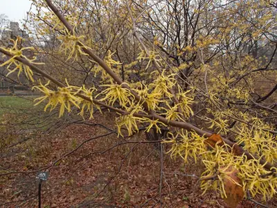Hamamelis hybrids — port de la plante