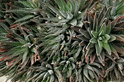 Haworthiopsis attenuata — port de la plante