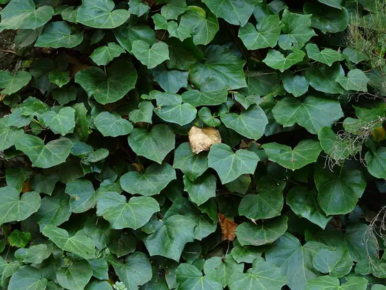 Hedera canariensis — feuillage