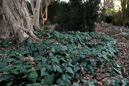 Hedera colchica — port de la plante