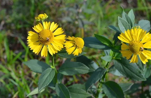 Helenium autumnale — floraison