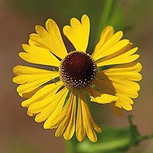 Helenium flexuosum — floraison