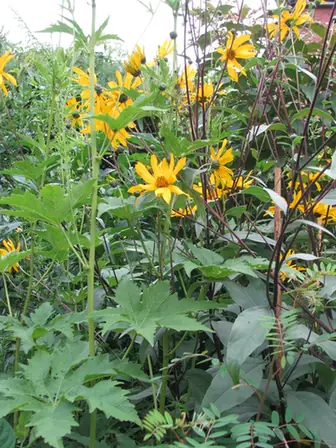 Helianthus atrorubens — port de la plante