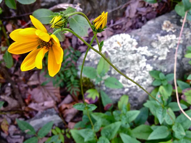 Helianthus occidentalis — floraison