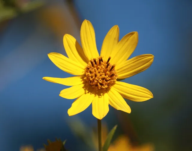 Helianthus schweinitzii — floraison