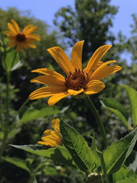 Heliopsis helianthoides — floraison