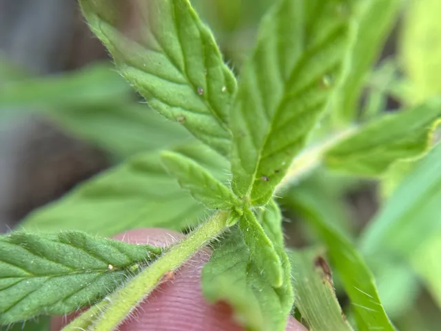Heliotropium amplexicaule — feuillage