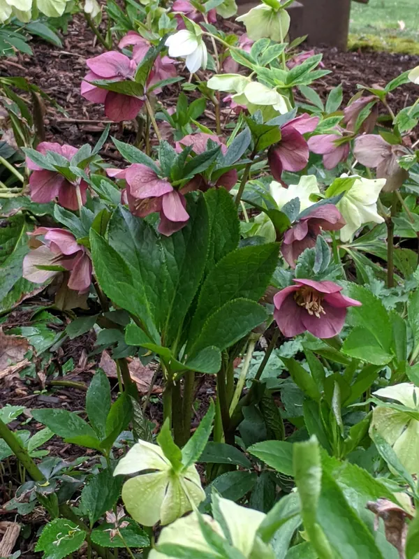 Hellébore oriental — Helleborus orientalis