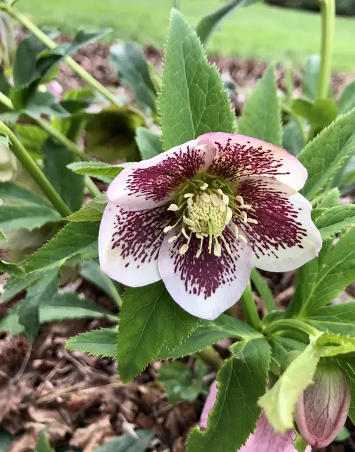 Helleborus × hybridus — floraison