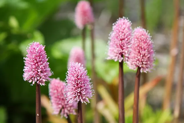 Helonias bullata — floraison