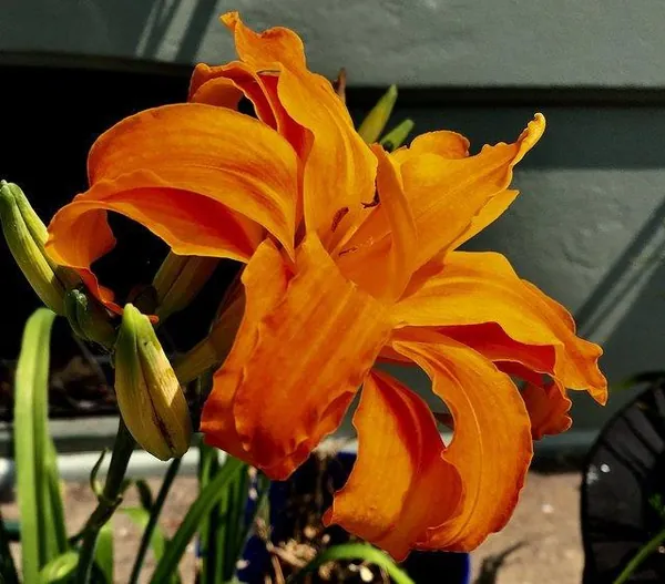 Hémérocalle — Hemerocallis fulva