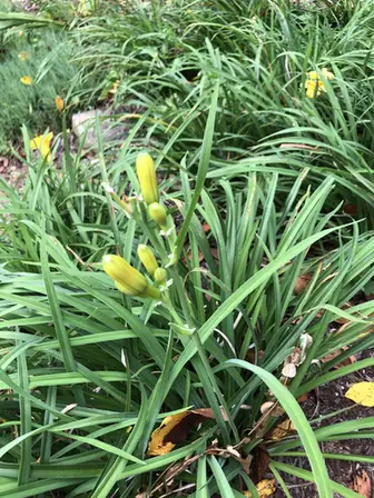 Hemerocallis hybrida — floraison
