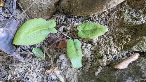 Hemionitis arifolia — port de la plante