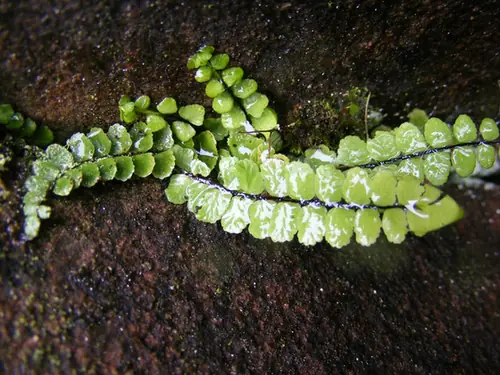 Hemionitis rotundifolia — photographie botanique
