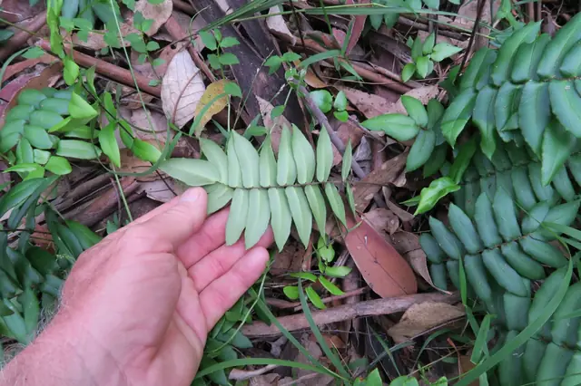 Hemionitis seticaulis — photographie botanique