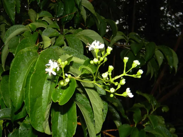 Heptacodium miconioides — floraison